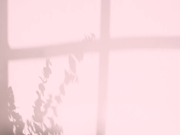 shadow of eucalyptus branch at the window on a colourful background. Nature, flora, environment concept