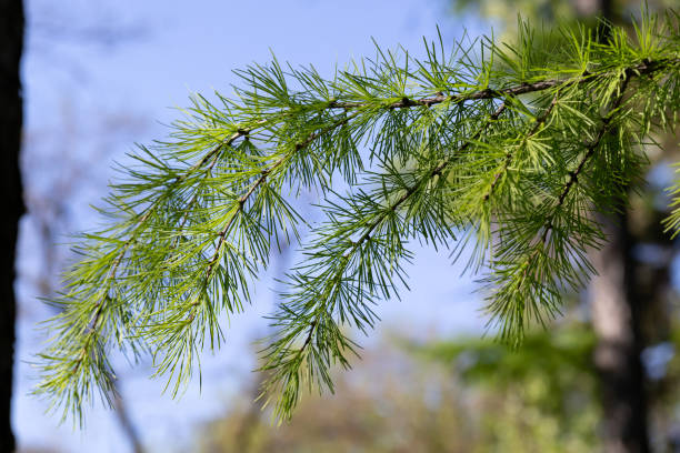 una rama de alerce con agujas jóvenes contra el cielo azul en el bosque. tema primaveral. - european larch fotografías e imágenes de stock