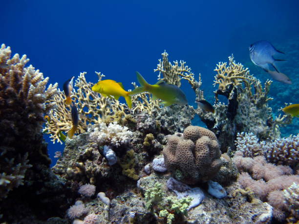 istock Beautiful fish on the Red Sea reef. 1413683870