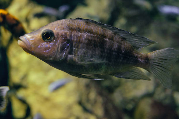 istock African cichlid fish (labidochromis chisumulae) in water close-up 1413685095