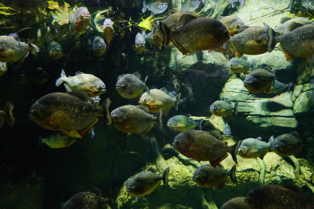 Red bellied piranha fishes. Schools of fish swims in dark water. stock photo