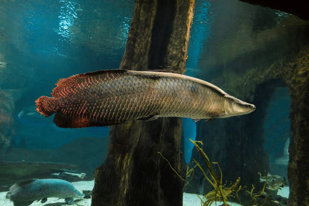 arapaima. big fish swims in water. pirarucu (arapaima gigas). - starting at the bottom imagens e fotografias de stock