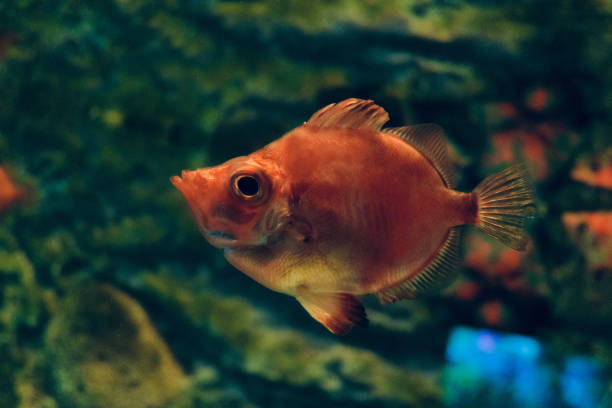 Boarfish swims in the water. Red fish in dark water close-up. Boarfish swims in the water. Red fish in dark water close-up. the boar fish stock pictures, royalty-free photos & images
