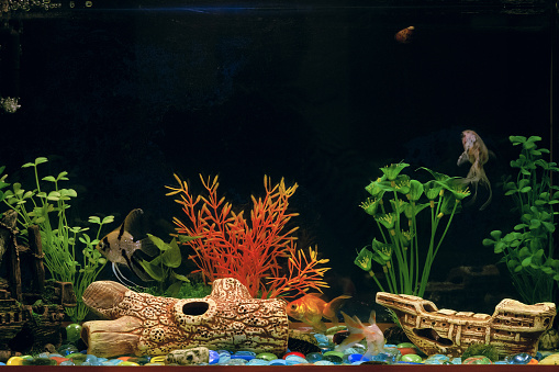 Aquarium with different gold fishes (freshwater goldfish family) and angel fish