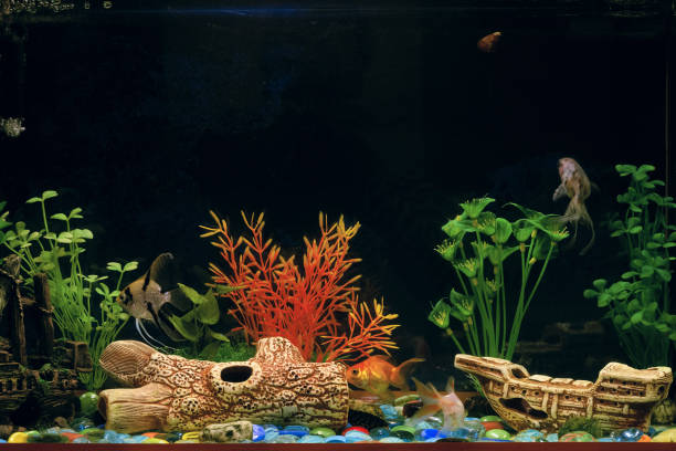 Aquarium with different gold fishes (freshwater goldfish family) and angel fish stock photo