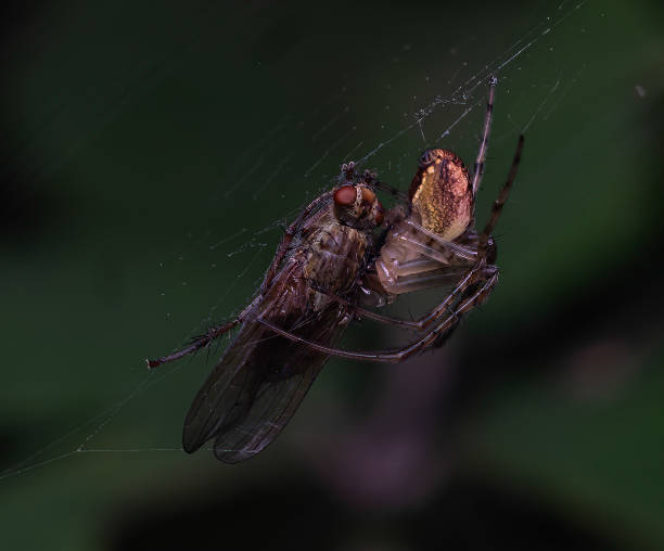 Lunch time Spider eating a fly spider web photos stock pictures, royalty-free photos & images