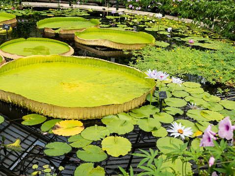 View of the great Lilly Pads in water