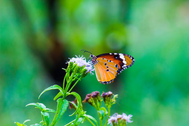 istock Danaus chrysippus, also known as the plain tiger, African queen, or African monarch, Danainae,  resting on the flower plant. 1413690083
