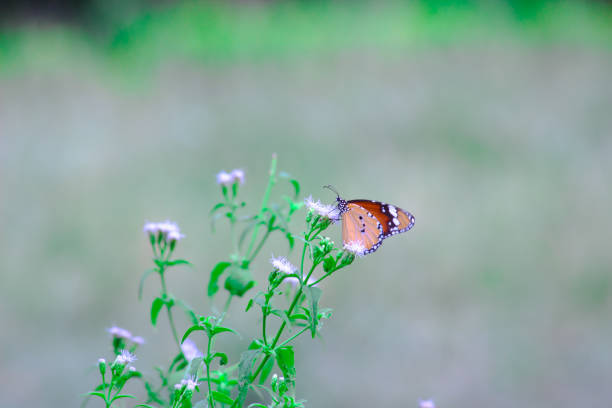 istock Danaus chrysippus, also known as the plain tiger, African queen, or African monarch, Danainae,  resting on the flower plant. 1413690136