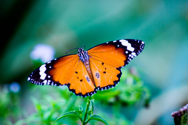 istock Danaus chrysippus, also known as the plain tiger, African queen, or African monarch, Danainae,  resting on the flower plant. 1413690138