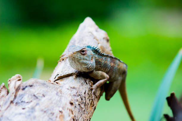 istock The oriental garden lizard, eastern garden lizard, bloodsucker or changeable lizard (Calotes versicolor) is an agamid lizard found widely distributed in India 1413690157