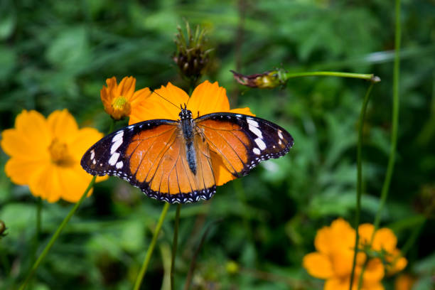 istock Danaus chrysippus, also known as the plain tiger, African queen, or African monarch, Danainae,  resting on the flower plant. 1413690159