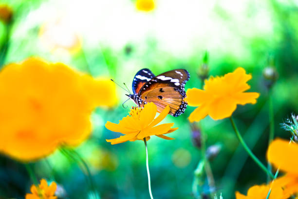istock Danaus chrysippus, also known as the plain tiger, African queen, or African monarch, Danainae,  resting on the flower plant. 1413690175