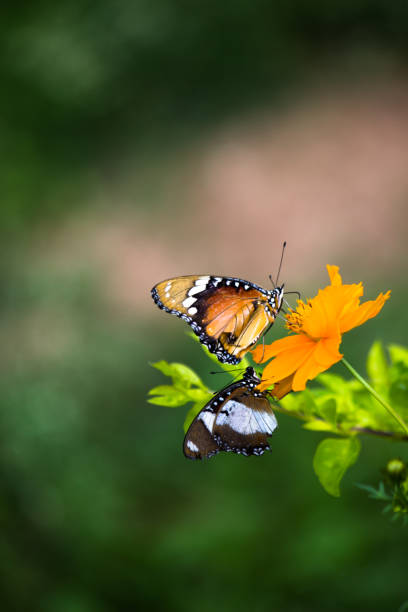 danaus chrysippus, также известный как простой тигр, африканская королева или африканский монарх, danainae, покоится на цветочном растении. - tiger beauty in nature insects nature стоковые фото и изображения