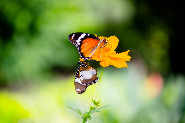 istock Danaus chrysippus, also known as the plain tiger, African queen, or African monarch, Danainae,  resting on the flower plant. 1413690226