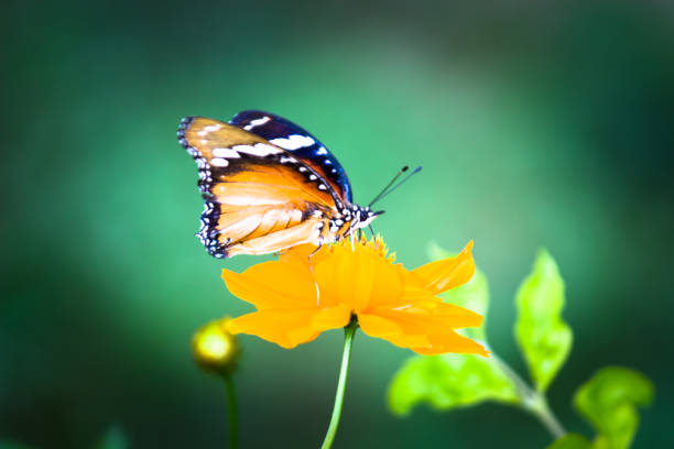 istock Danaus chrysippus, also known as the plain tiger, African queen, or African monarch, Danainae,  resting on the flower plant. 1413690241