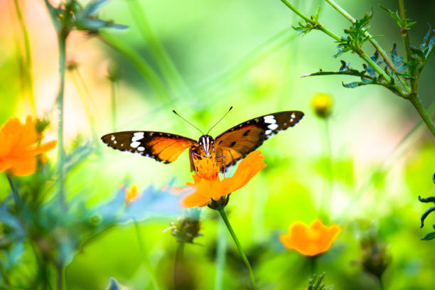 istock Danaus chrysippus, also known as the plain tiger, African queen, or African monarch, Danainae,  resting on the flower plant. 1413690255