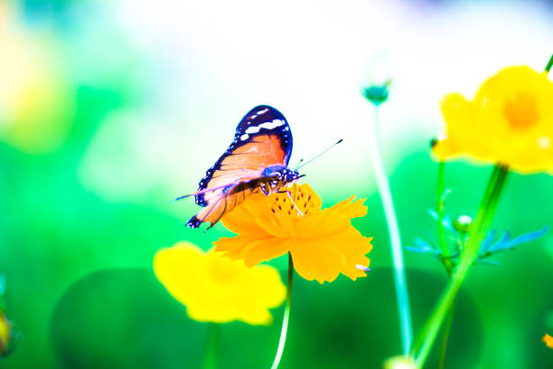 istock Danaus chrysippus, also known as the plain tiger, African queen, or African monarch, Danainae,  resting on the flower plant. 1413690280