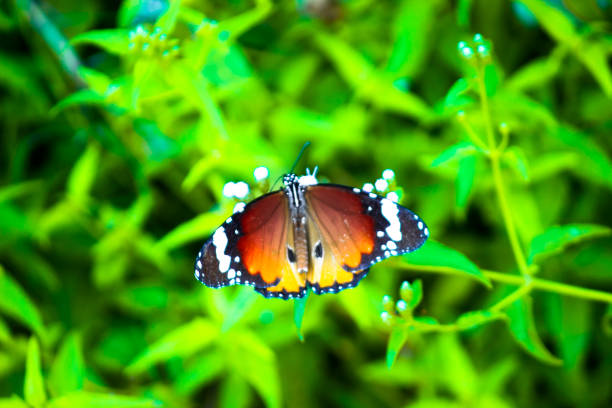 A brown butterfly looking for honey and perched on a yellow creeping buttercup flower on a blurry green leaf background, nature concept
