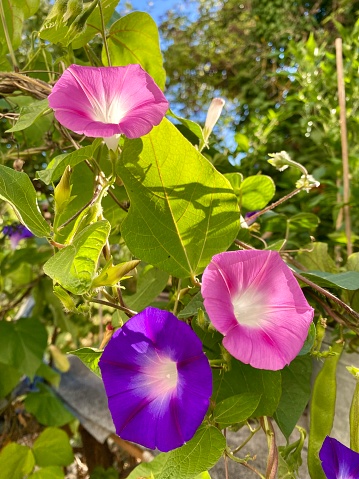 Violet cleome flowers
