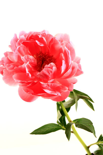 istock Pink peony isolated on white background 1413691191