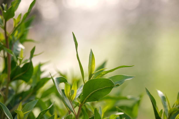 istock Closeup of fresh tree sprouts with green leaves in spring 1413693092