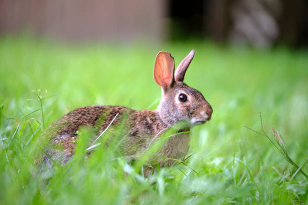 istock Grey small hare eating grass on summer field. Wild rabbit in nature 1413693103