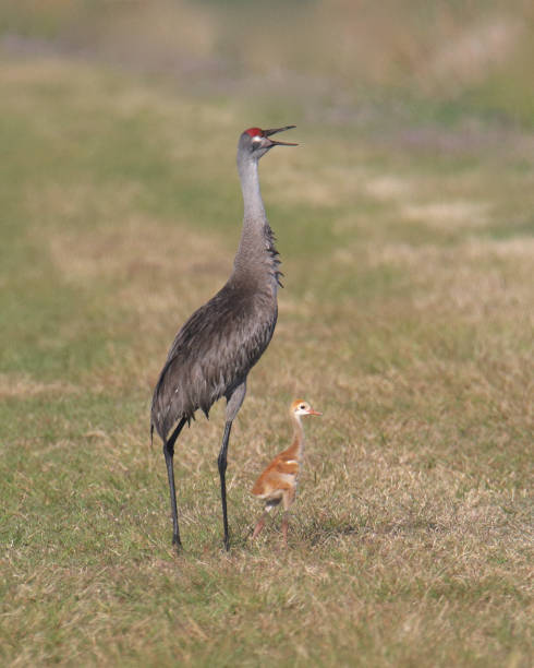 istock Sandhill Cranes (adult and juvenile) (grus canadensis) standing in a grassy meadow 1413693295