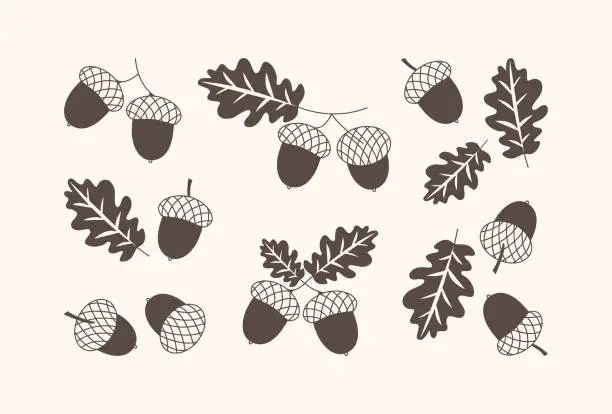 Vector illustration of Acorn vector icon, oak nut, leaf and branch, Autumn or Christmas decoration set. Nature illustration