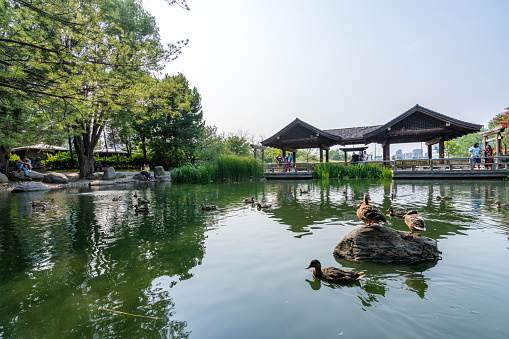 Mississauga, Ontario, Canada - July 18 2021 : Kariya Park Pavilion pond. A Japanese garden located in downtown Mississauga.