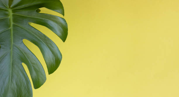 istock Beautiful green monstera leaf on a yellow background. place for text 1413697082