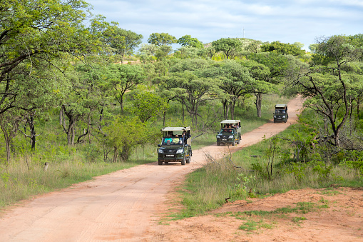 Kruger National Park, South Africa - January 7, 2020: Tourists on an open vehicle driving in Kruger National Park watching beautiful landscape and wildlife animals. Kruger National Park is the largest wildlife reserve in South Africa.