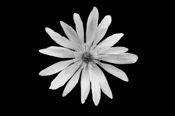 istock Stark Black and White Flower 1413697259