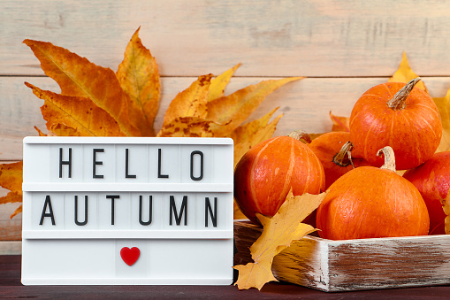Hello autumn. Ripe pumpkins and yellow leaves in a wooden box. Harvest and Thanksgiving concept. Halloween celebrations.