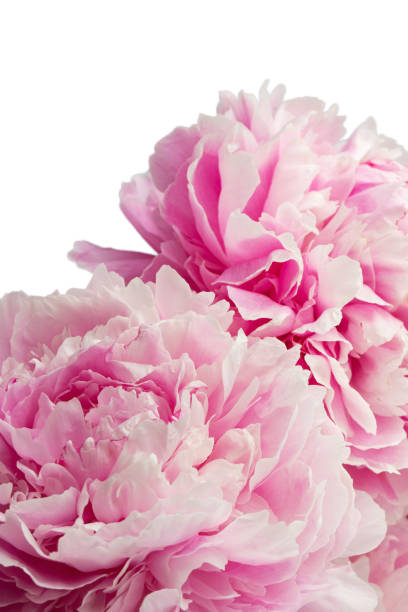 istock stem with leaves and flower of a tree-shaped maroon peony, isolate for clipping on a white background 1413699082