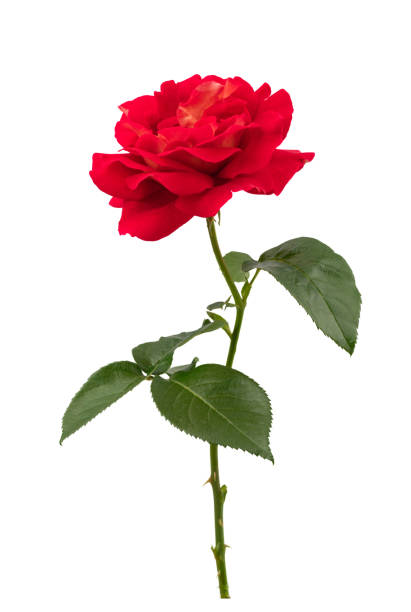 una rosa roja floreciente con hojas verdes, aislada sobre un fondo blanco - rose bouquet flower single flower fotografías e imágenes de stock
