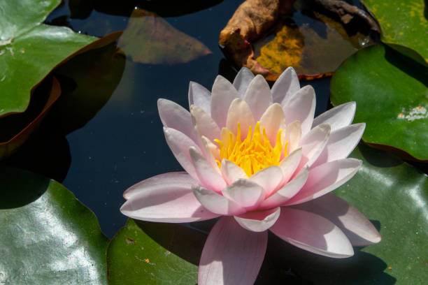 istock A flower in the park 1413699244