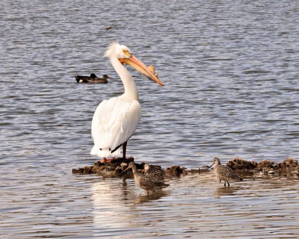 istock American Pelican with Marbled Godwits 1413699915