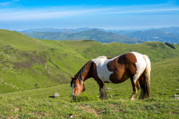 Horse in the Pyrenees on the Camino de Santiago with blue sky and pasture land.