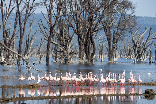 Scenery view of Flamingo flock standing in water of Lake Nakuru at Lake Nakuru National Park Kenya.