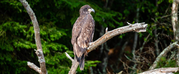istock About a four month old juvenile bald eagle (Haliaeetus leucocephalus) perched on a branch 1413703454