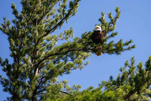 Adult bald eagle (Haliaeetus leucocephalus) perched on a pine branch, horizontal