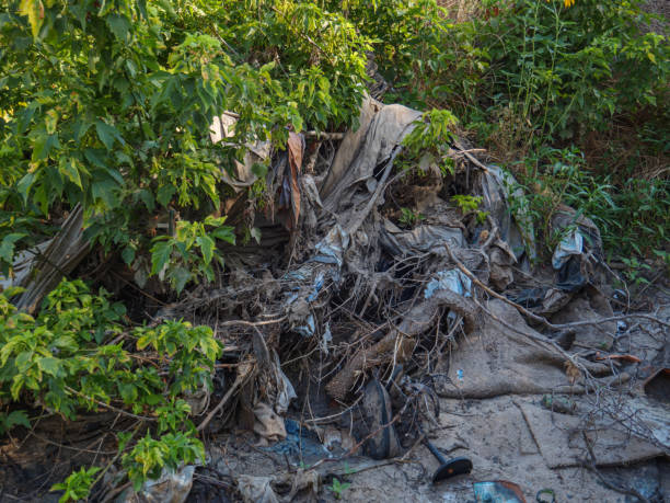 istock Trash caught in tree branches next to Arcade creek. 1413703730