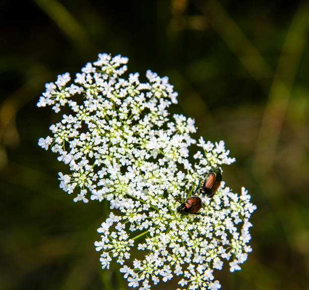 Bugs on top of a flower feeding