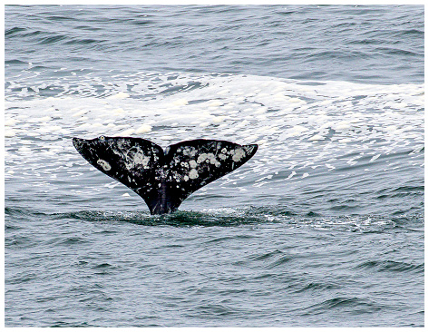 Whale tail from a diving Gray Whale along the Oregon Coast.