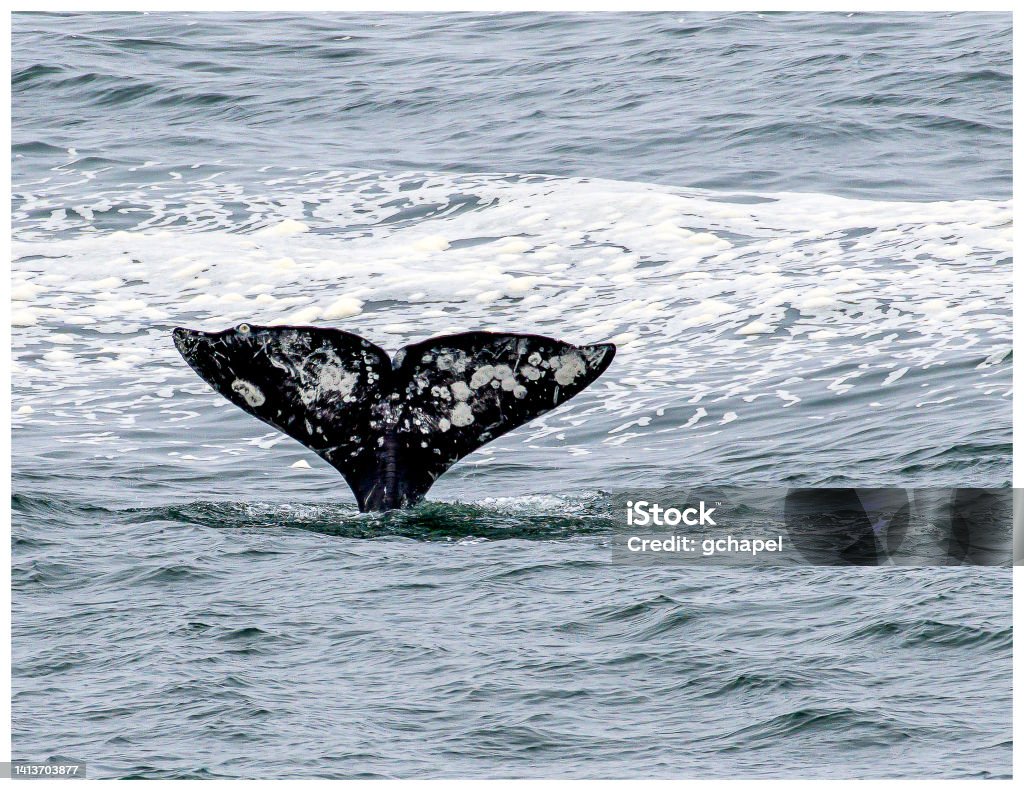 Gray Whale,  Eschrichtius robustus, diving into the water. Whale tail from a diving Gray Whale along the Oregon Coast. Gray Whale Stock Photo