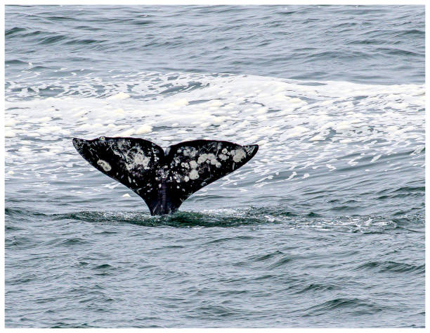 Gray Whale,  Eschrichtius robustus, diving into the water. Whale tail from a diving Gray Whale along the Oregon Coast. gray whale stock pictures, royalty-free photos & images