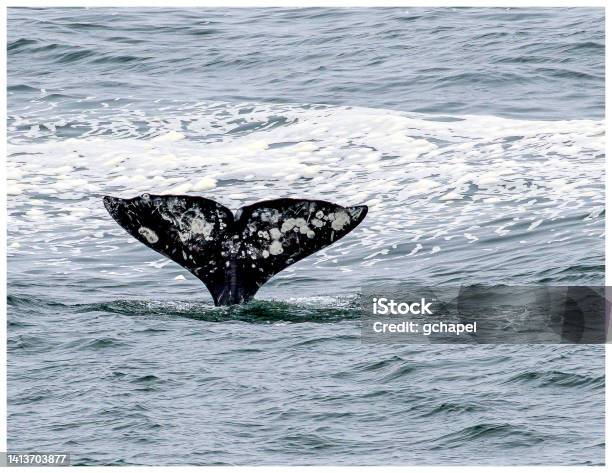 Gray Whale Eschrichtius Robustus Diving Into The Water Stock Photo - Download Image Now