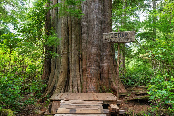 Western red cedar tree, Tofino, Canada