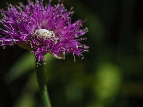 These spiders can change their color to blend into flowers. These allow the spiders to hunt and surprise prey. This also help protect them from predators.